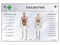 Электрифицированный стенд-тренажер "Скелетон" - «globural.ru» - Всеволожск