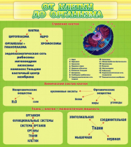 Стенд "От клетки до организма" - «globural.ru» - Всеволожск