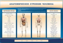 Электрифицированный стенд-тренажер c макетом скелета "Анатомическое строение человека" - «globural.ru» - Всеволожск