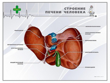 Стенд "Строение печени человека" - «globural.ru» - Всеволожск