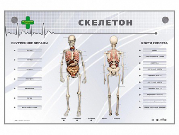 Электрифицированный стенд-тренажер "Скелетон" - «globural.ru» - Всеволожск