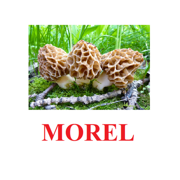 "Mushrooms" ("Грибы") английские карточки Домана - «globural.ru» - Всеволожск