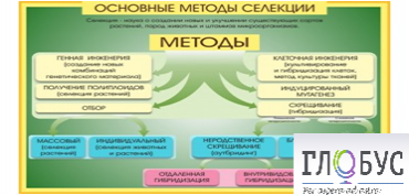 Стенд "Методы селекции и биотехнологии" - «globural.ru» - Всеволожск
