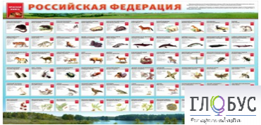 Стенд "Красная книга РФ" - «globural.ru» - Всеволожск