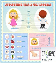 Стенд "Строение человека" для детей - «globural.ru» - Всеволожск