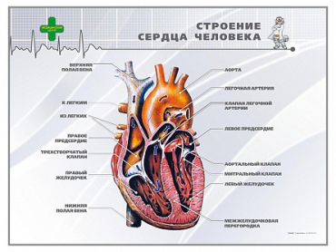 Стенд "Строение сердца человека" - «globural.ru» - Всеволожск