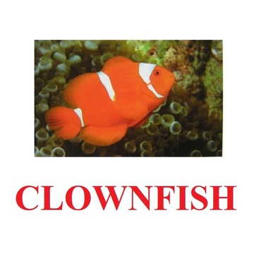 "Fish" ("Рыбы") английские карточки Домана - «globural.ru» - Всеволожск