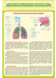 Стенд "Дыхательная система" - «globural.ru» - Всеволожск