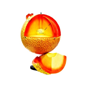 Модель "Строение Солнца" (разборная) - «globural.ru» - Всеволожск